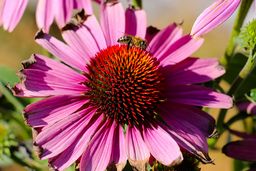 Echinacea - Sonnenhut