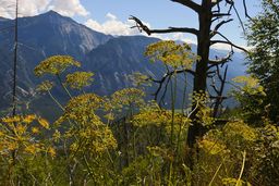Waldbrandgebiet Leuk