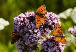 Schmetterlinge auf Dost